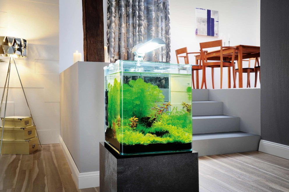 Dekorativt akvarium med växter på en piedestal i ett vardagsrum.