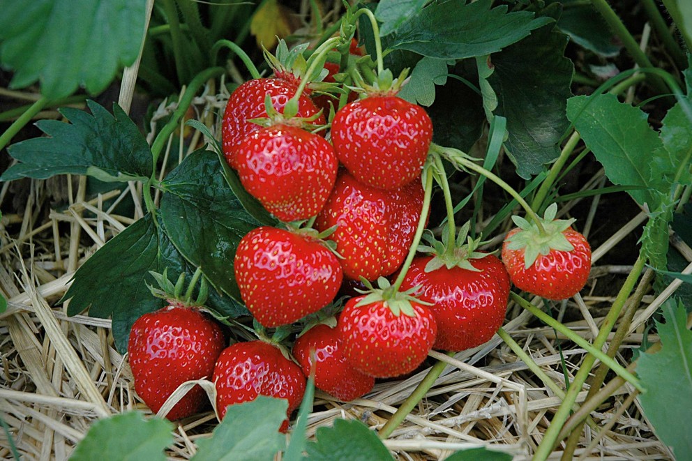 
				Erdbeeren

			