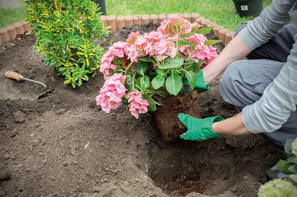 
				Plantera hortensia

			