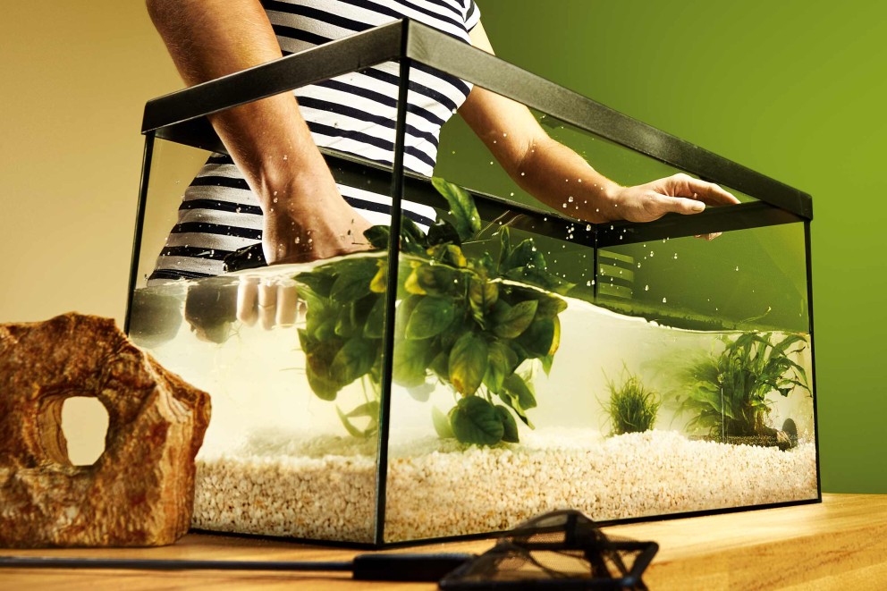 Akvarium med vatten, växter och dekorativa stenar