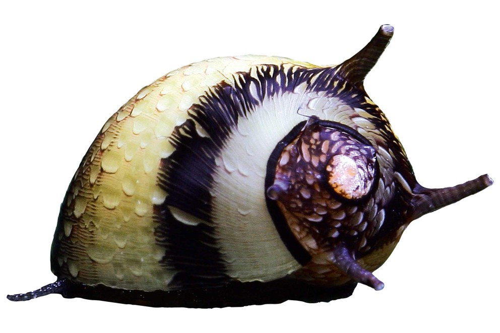Snäckor Snäckor
