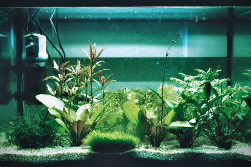 Akvarium med vattenväxter och tillbehör