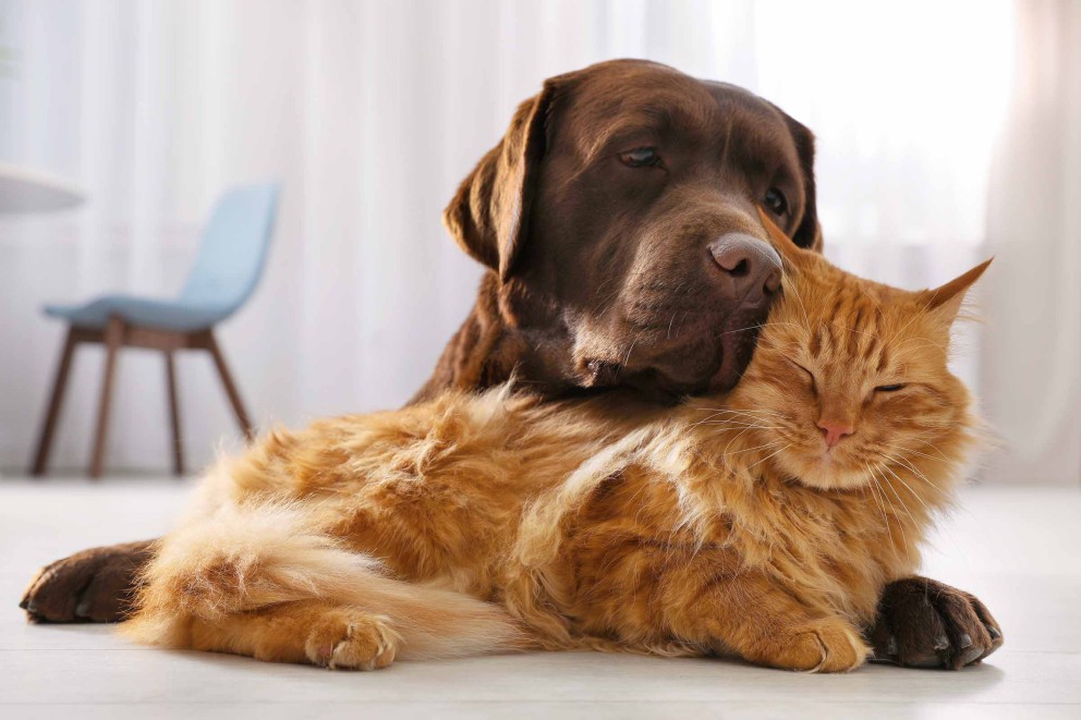 En brun labrador ligger på en röd katt.