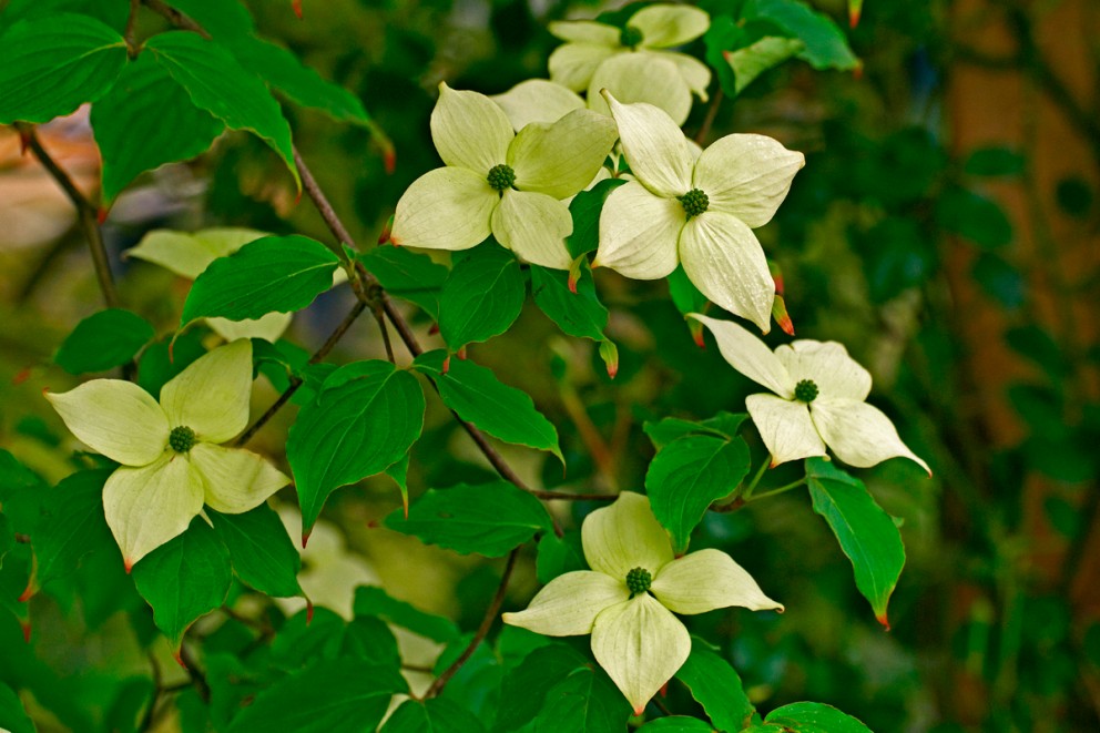 
				Koreansk blomsterkornell

			