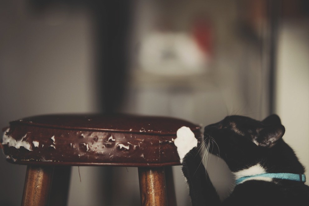 Katt husdjur Katt husdjur