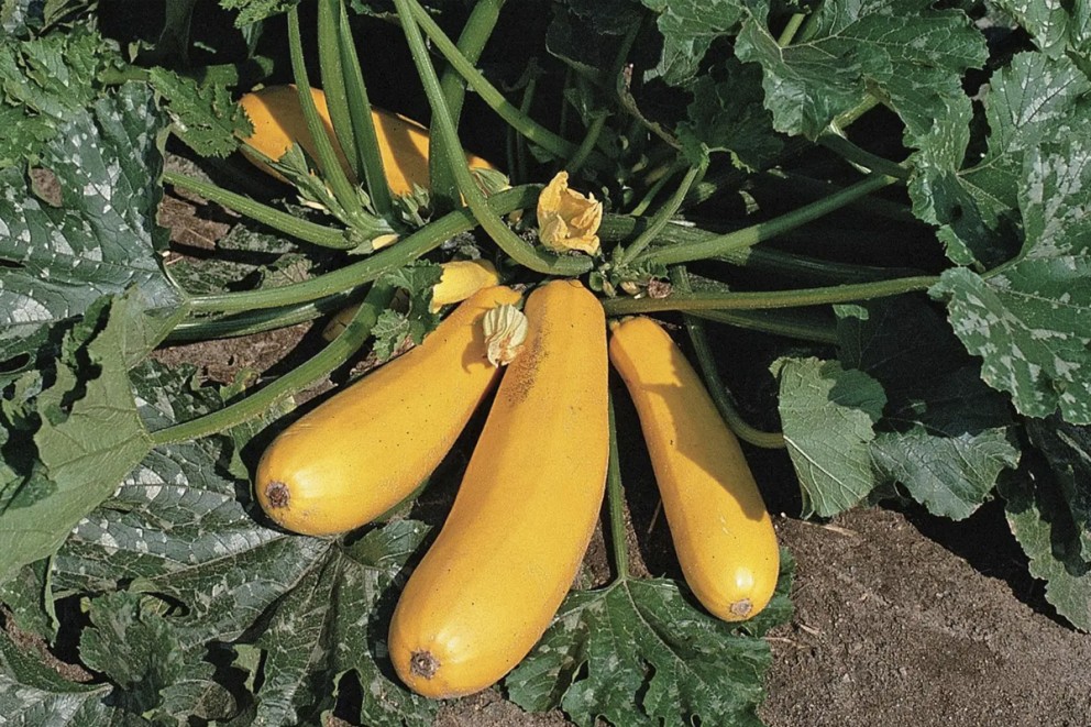 Odla grönsaker zucchini Odla grönsaker zucchini