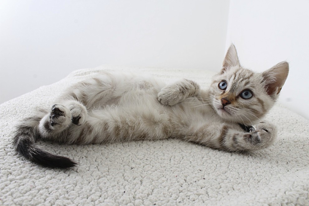 Katt husdjur Katt husdjur