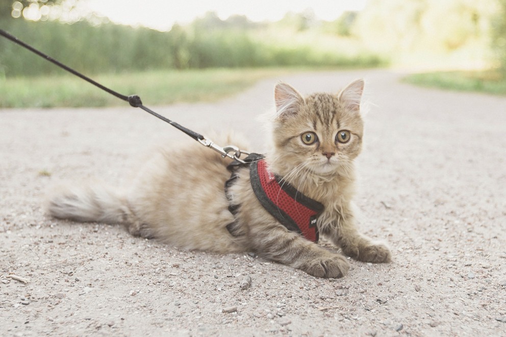 Kattselar & katthalsband Kattselar & katthalsband