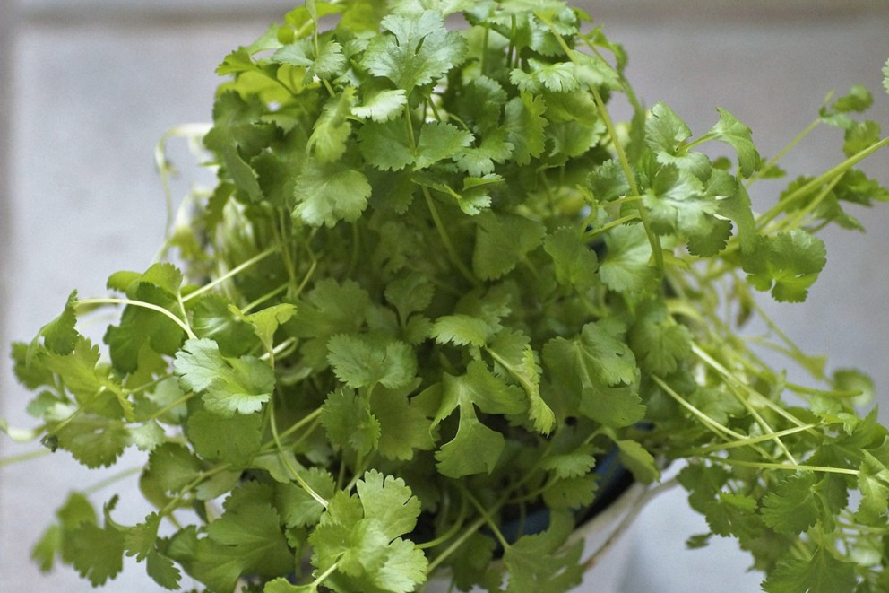 Korianderplanta i kruka