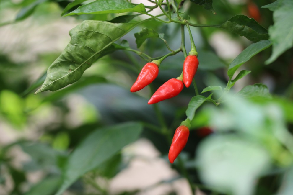 Odla chili Odla chili