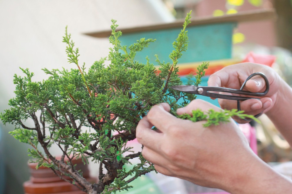 Sköta bonsai Sköta bonsai