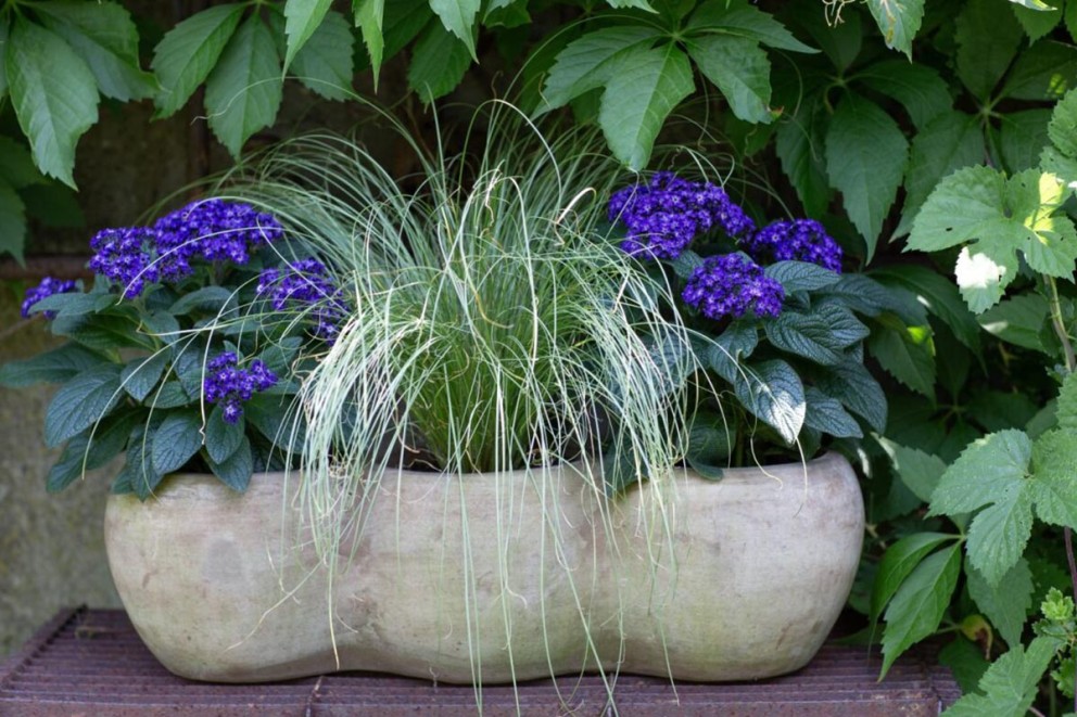 Blomlåda planterad med vaniljblommor och prydnadsgräs