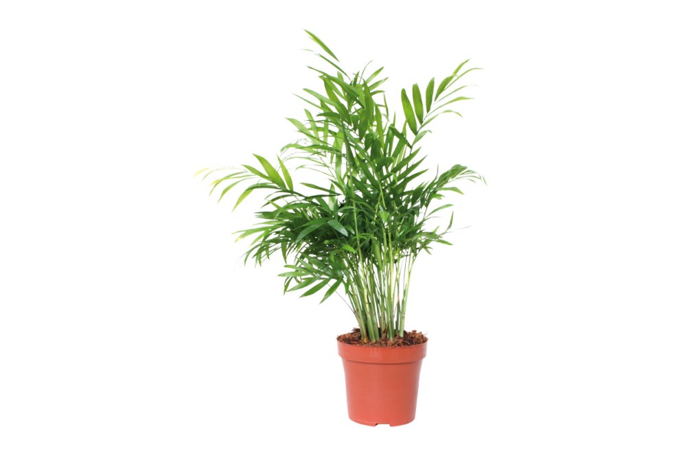Bergpalm Bergpalm