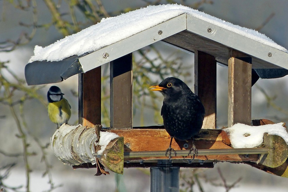 Fågelholk med snö och fåglar