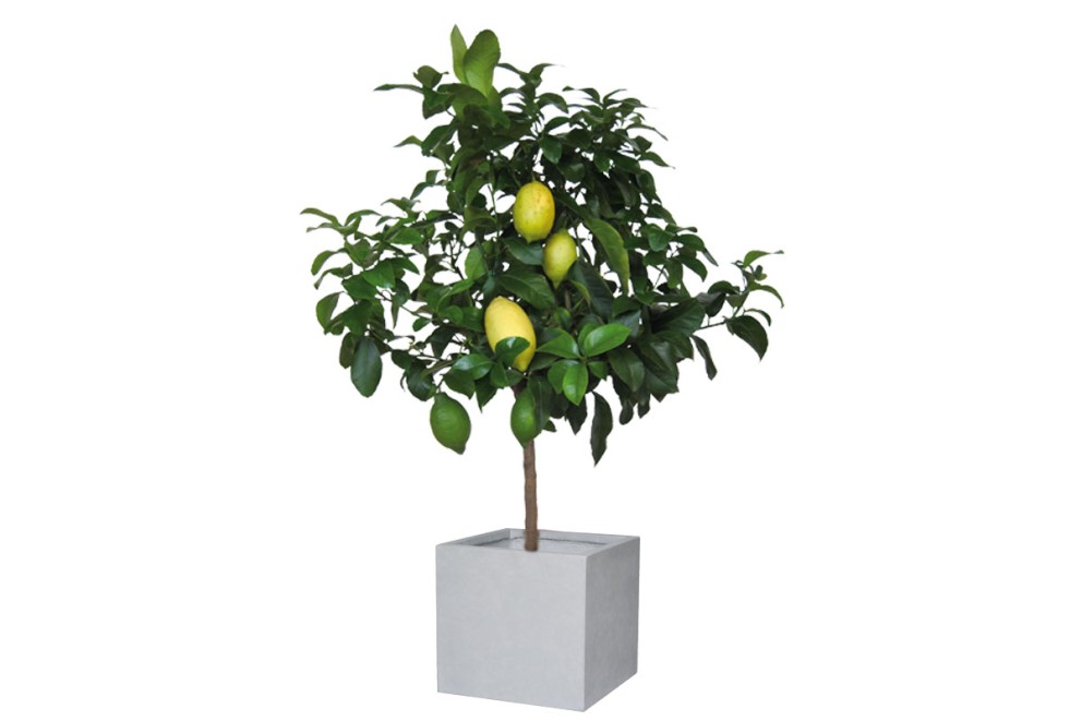 Citron Citron