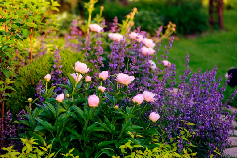 Planterar perenner – tips & råd Planterar perenner – tips & råd