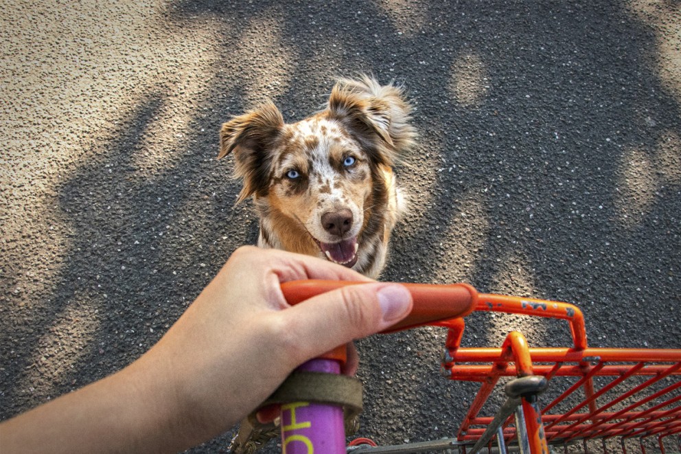 Hund husdjur Hund husdjur