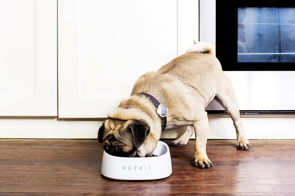 Mops äter ur en vit Petkit matskål i ett kök.