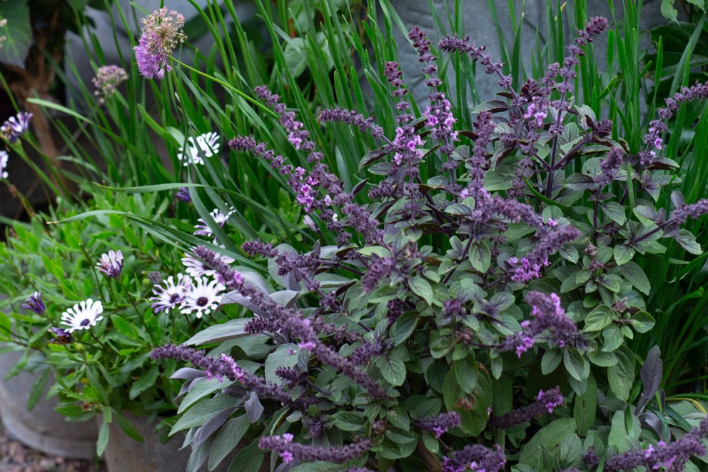Blommor och örter i en trädgårdsrabatt.