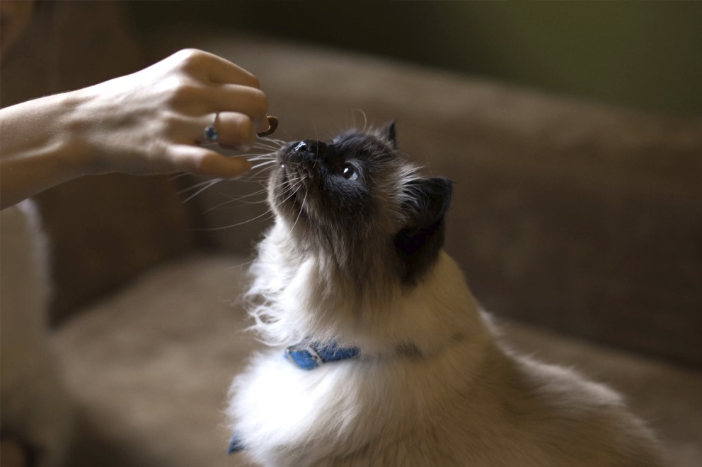 Katt husdjur Katt husdjur
