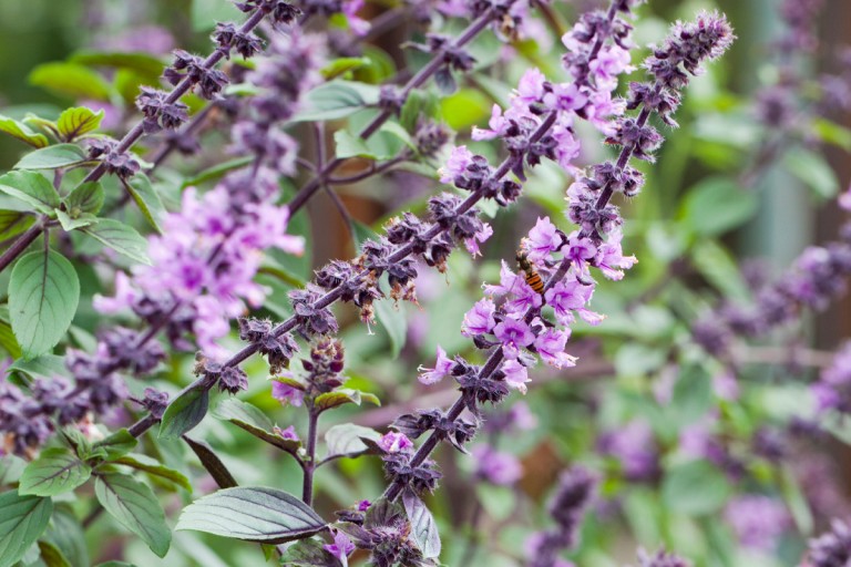 Årets sommarblomma – 2025 Årets sommarblomma – 2025