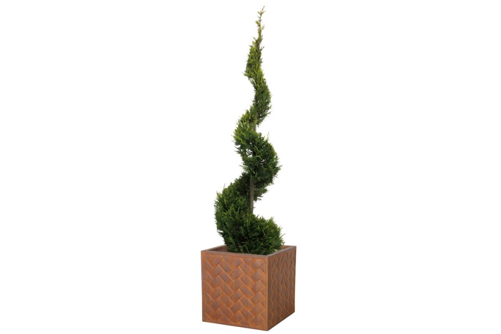 Cypress Cypress