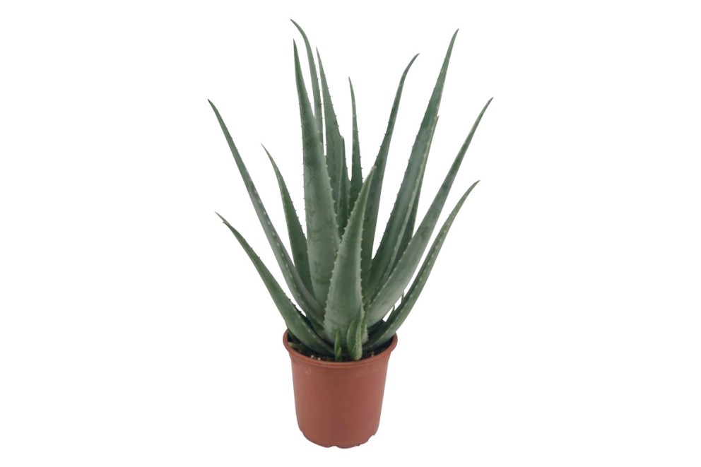 Aloe Vera Aloe Vera