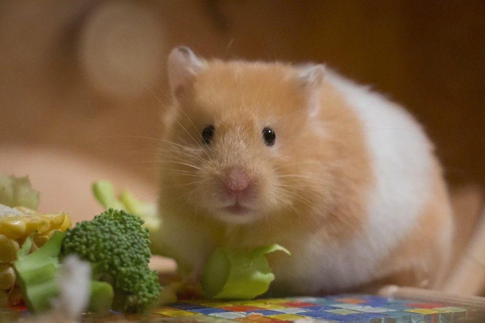 Guldhamster med mat