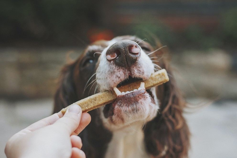 Hundgodis & hundben Hundgodis & hundben
