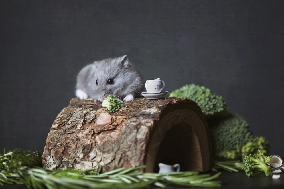 Grå dvärghamster på en trädstam med broccoli och miniatyr teservis