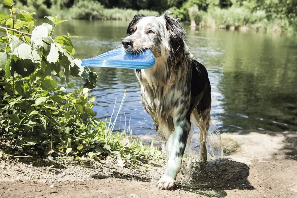 Hund husdjur Hund husdjur