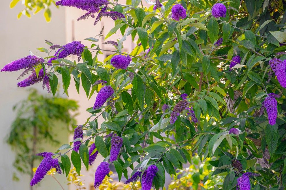 
				Buddleja

			