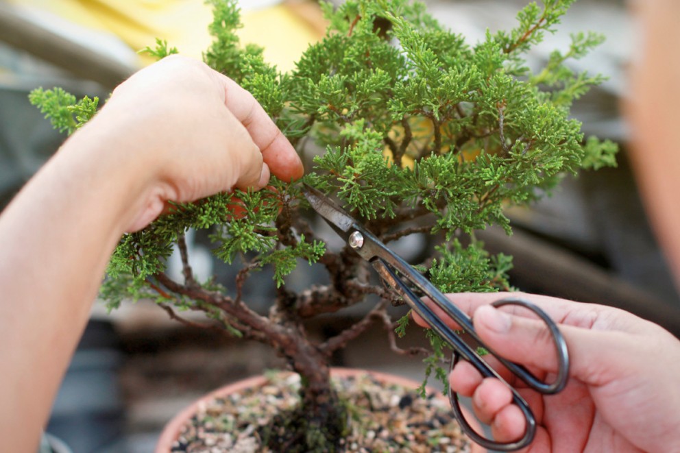 Sköta bonsai Sköta bonsai