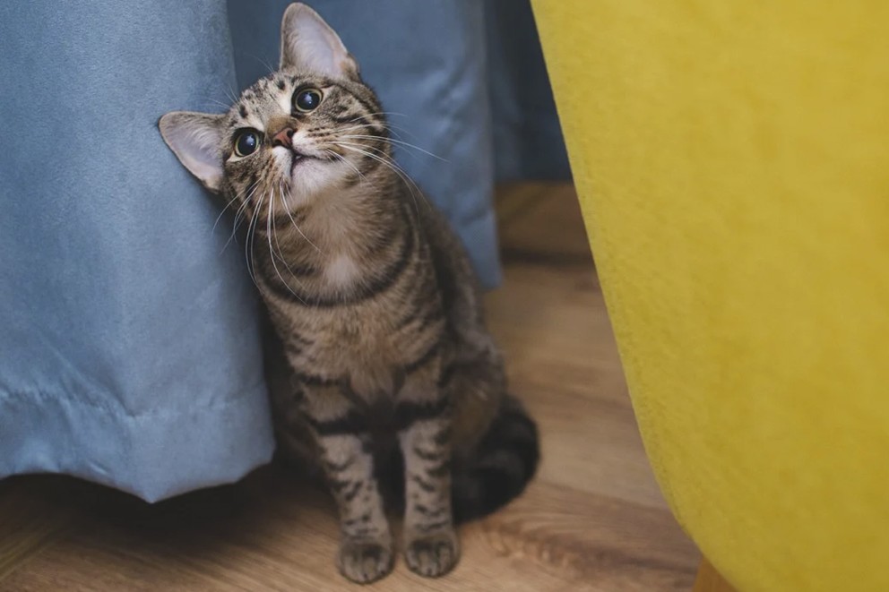 Katt husdjur Katt husdjur