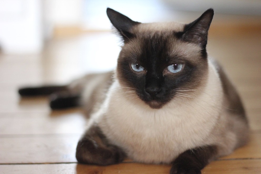 Katt husdjur Katt husdjur