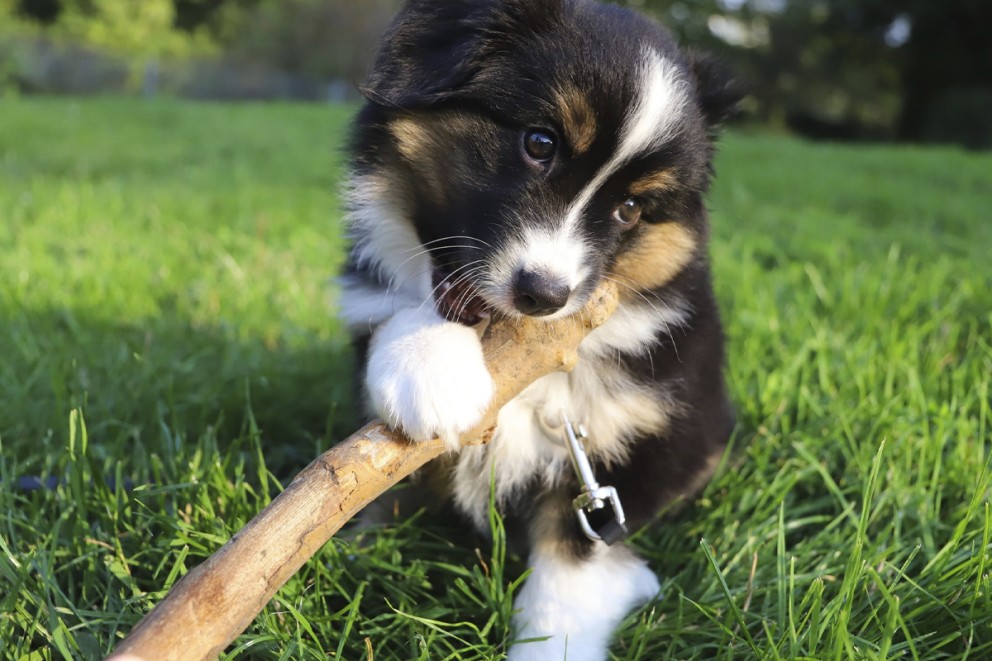 Hund husdjur Hund husdjur