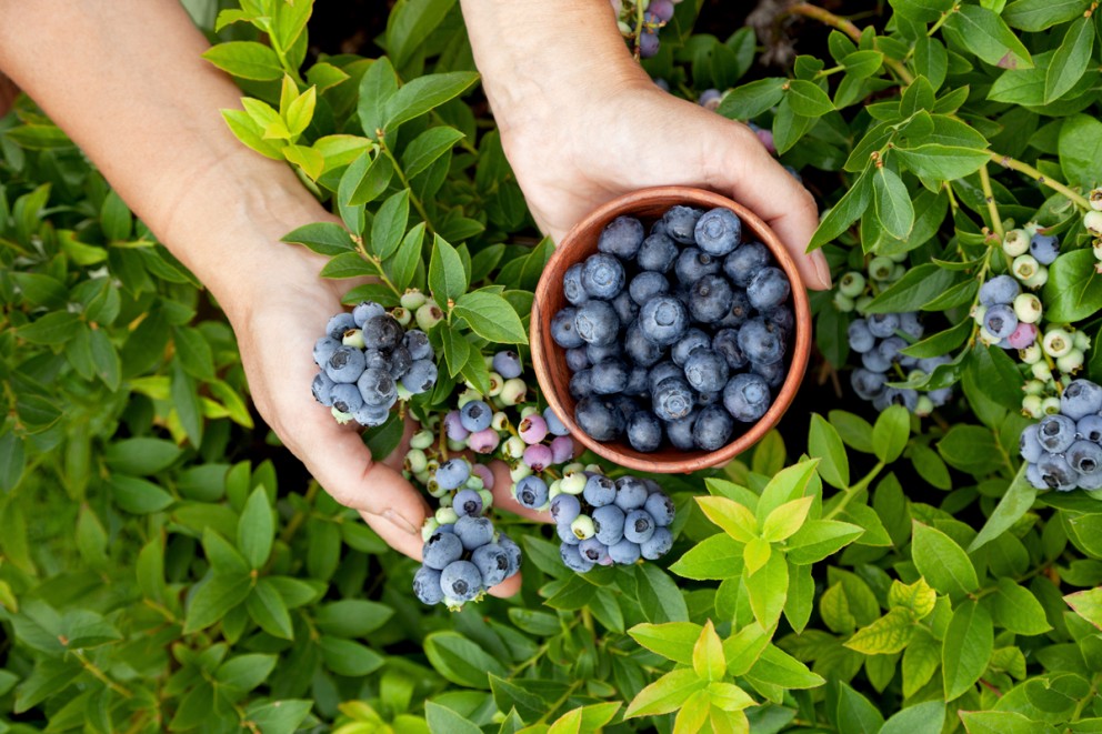 Plantera blåbär & amerikanska blåbär