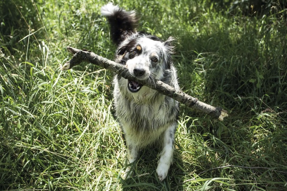 Hund husdjur Hund husdjur