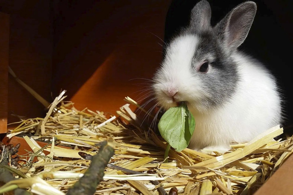 Kanin i bur med hö och blad