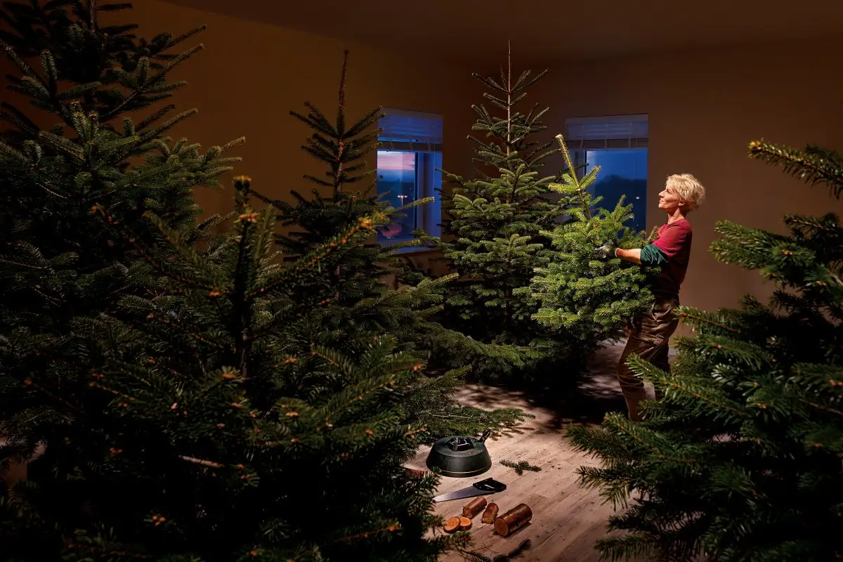 Julgran
Julgran