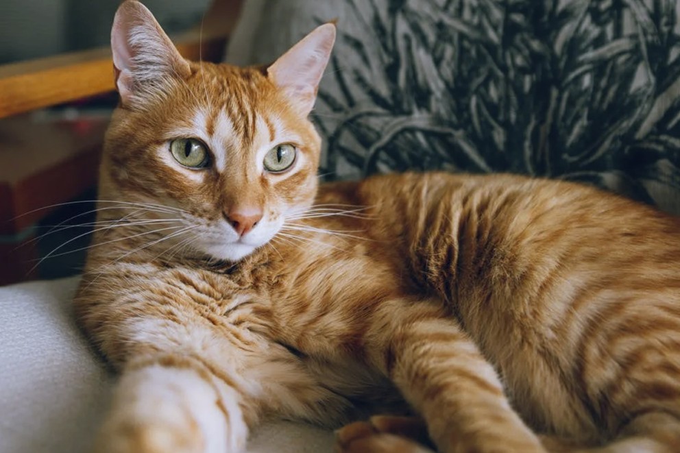 Katt husdjur Katt husdjur
