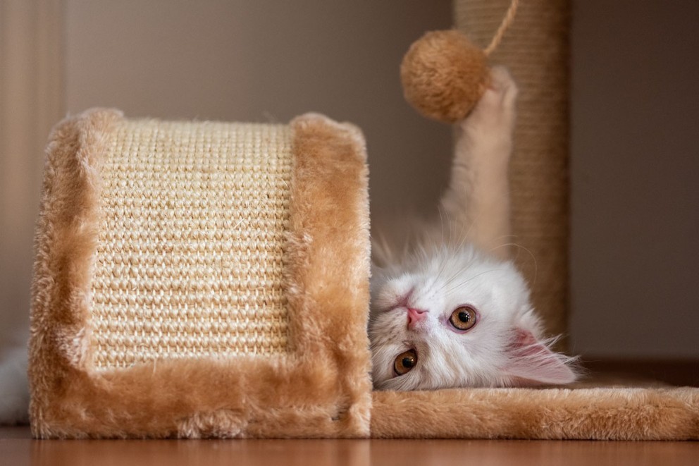 Lekfull katt på en klösstolpe av sisal