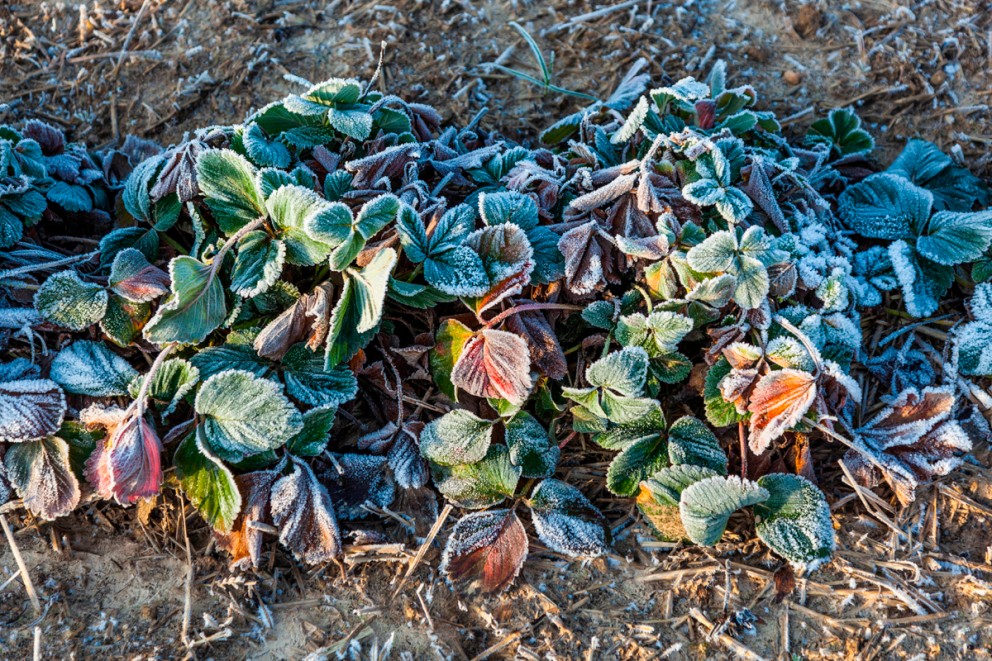 Jordgubbar vinter Jordgubbar vinter