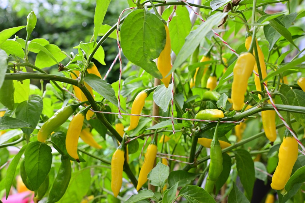 Odla chili Odla chili