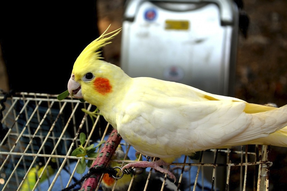 Fågel husdjur Fågel husdjur