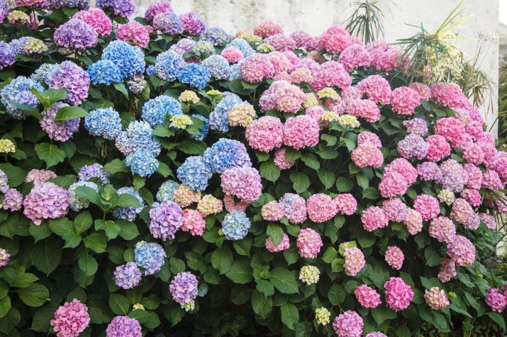 
				Hortensia

			