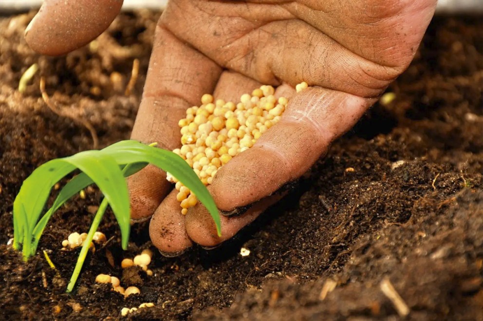 En hand håller gödsel över en planta i jorden.