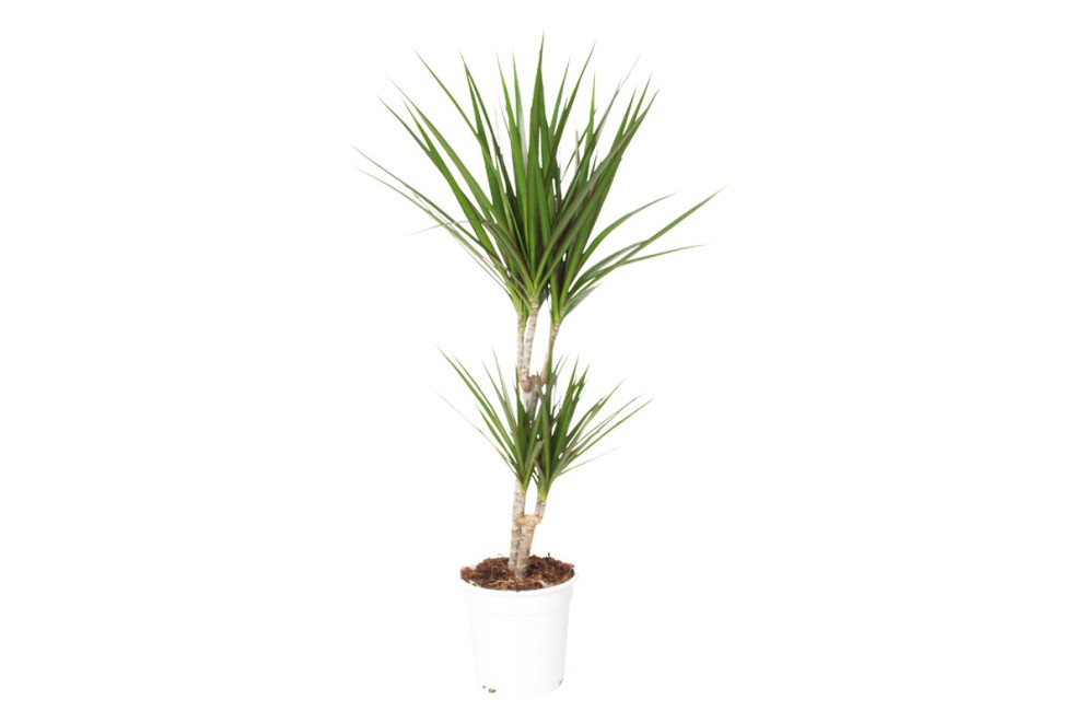 Dracena Dracena