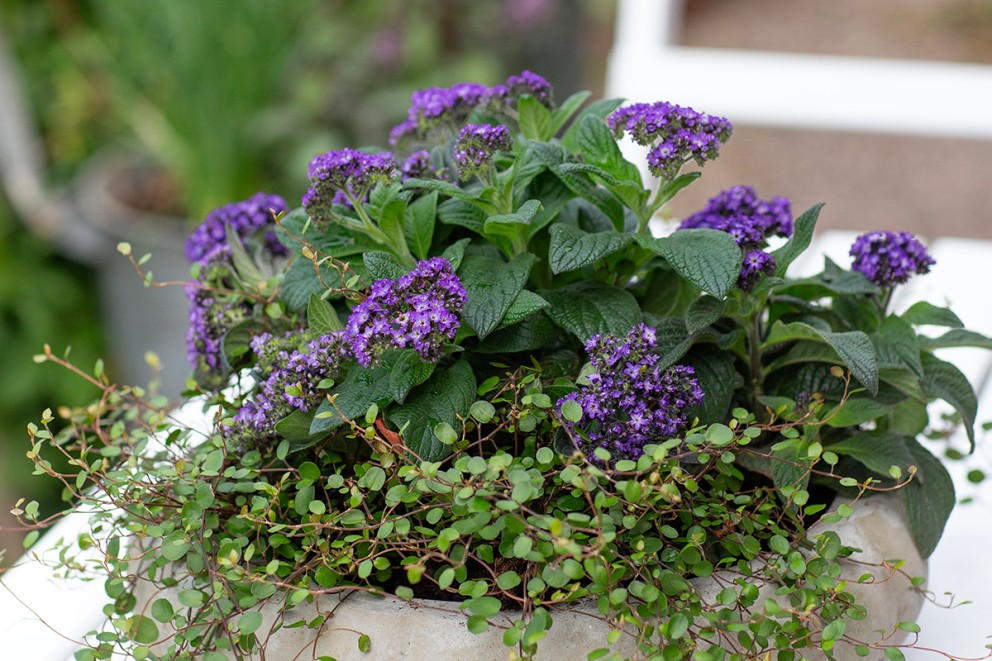 Heliotropväxt med lila blommor i en planteringslåda.