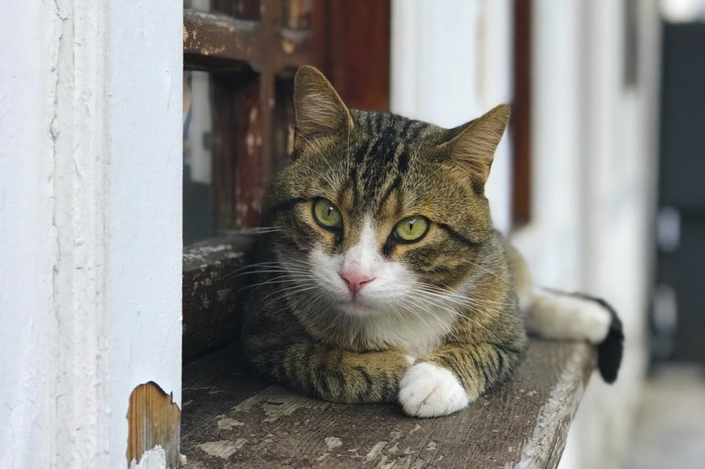 Katt husdjur Katt husdjur